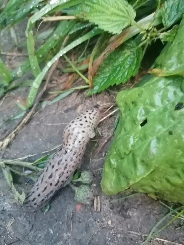 Vile spotted killer slug - My, Slug, Clam, Video, Vertical video, Longpost