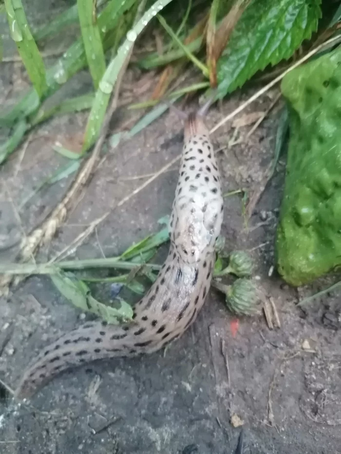 Vile spotted killer slug - My, Slug, Clam, Video, Vertical video, Longpost