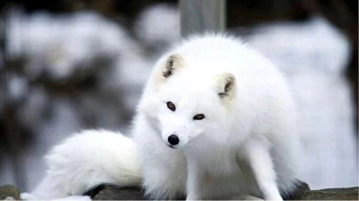 Nooooo!!! - Pallas' cat, Pet the cat, Small cats, Cat family, Predatory animals, Wild animals, The photo, Arctic fox