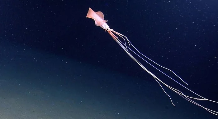 Researchers find world's deepest squid - Scientists, The science, Nauchpop, Research, Sciencepro, Informative, Facts, Around the world, Underwater world, The national geographic, Squid, news