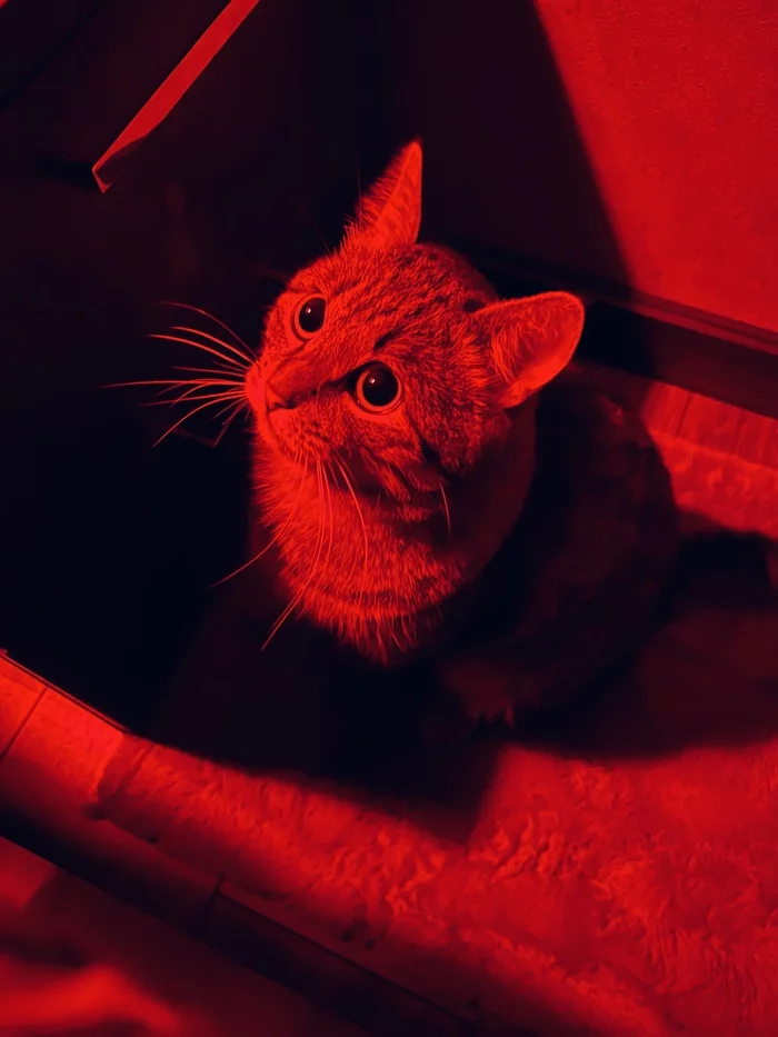 Red cat - My, cat, Pets
