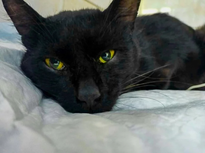 A black cat brings good luck to everyone around, but cannot bring good luck to itself. - My, In good hands, Help, No rating, Volunteering, Helping animals, Video, Vertical video, Longpost, Animal Rescue, cat