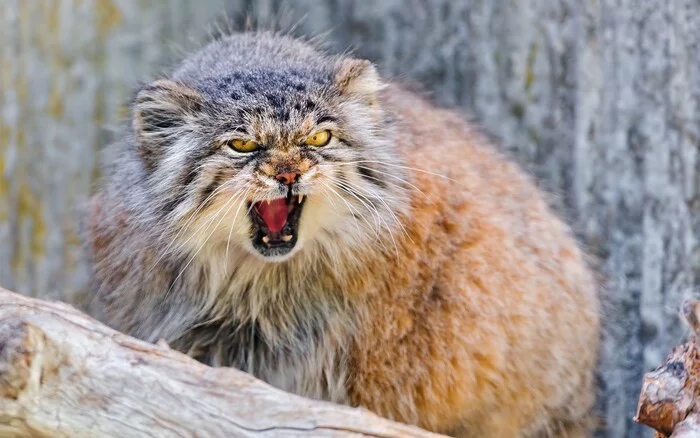 Not ironed manul - Pallas' cat, Pet the cat, Cat family, Small cats