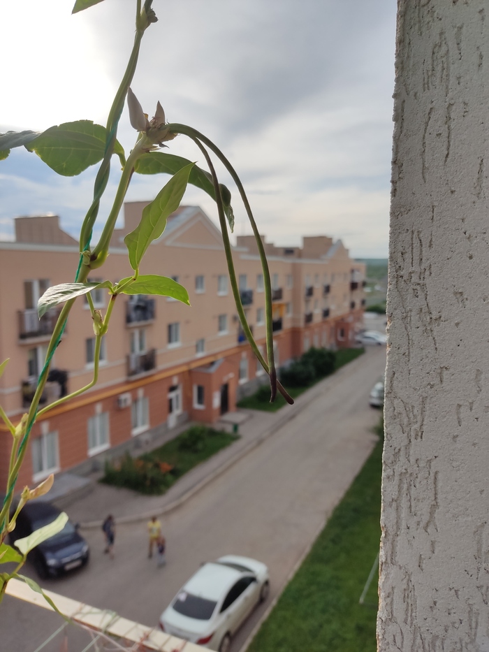 Что за фрукт? #2