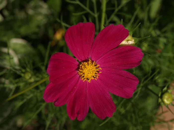 Flowers and plants - My, The photo, The nature of Russia, Plants, Flowers, Longpost