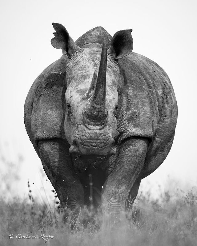 Rhinos - Rhinoceros, Rare view, Odd-toed ungulates, Mammals, Animals, Wild animals, wildlife, Nature, Africa, The photo, Young, Black and white photo, Longpost