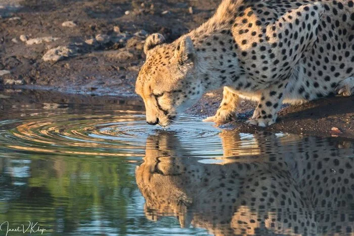 Who is there, so beautiful? - Cheetah, Rare view, Small cats, Cat family, Predatory animals, Mammals, Animals, Wild animals, wildlife, Nature, Reserves and sanctuaries, South Africa, The photo, Waterhole, Reflection