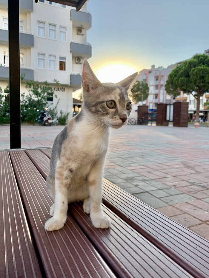 ������ ����