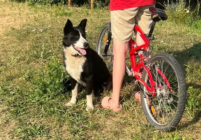 The young dog was brought to someone else's SNT and left there two weeks ago. - My, Moscow, Moscow region, Подмосковье, Shatura, Helping animals, Help, In good hands, Animal Rescue, Homeless animals, Lost, Dog, Cats and dogs together, Found a dog, No rating, Longpost