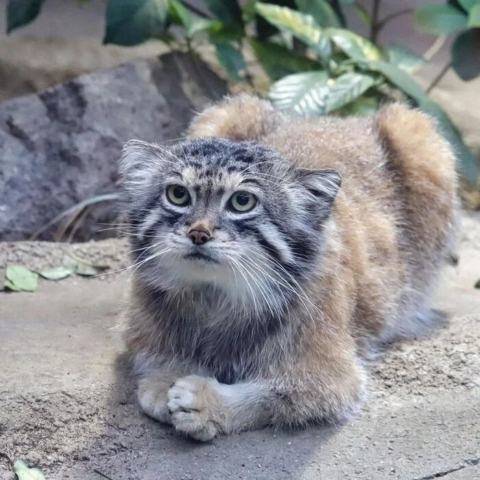 In standby - Pallas' cat, Pet the cat, The photo, Small cats, Zoo, Standby mode, Fluffy