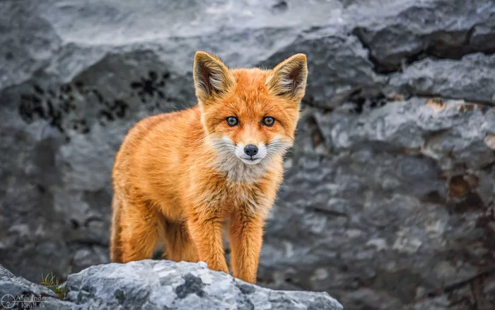 Curiosity - Fox cubs, Wild animals, beauty of nature, Oshten, wildlife, The photo, Caucasus, Fox, Reserves and sanctuaries, Curiosity, Milota, Redheads