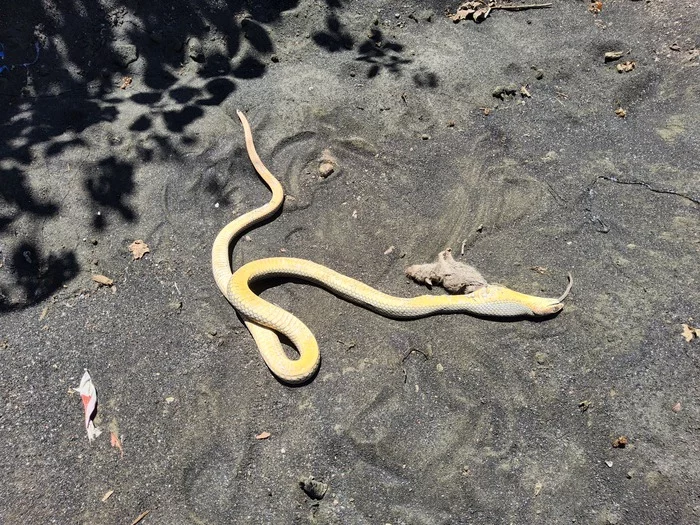 Amazing animal world - My, Yellow-bellied, Rat