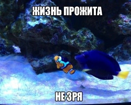 I wonder if it's an accordion? - Nemo, Clownfish