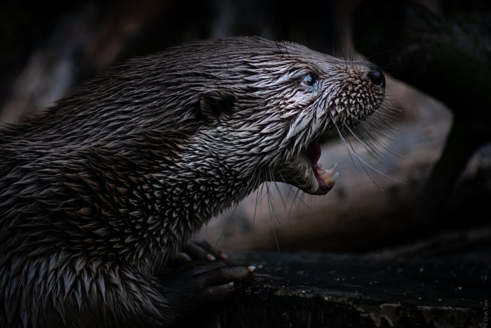 ����� �� ����������� ��������