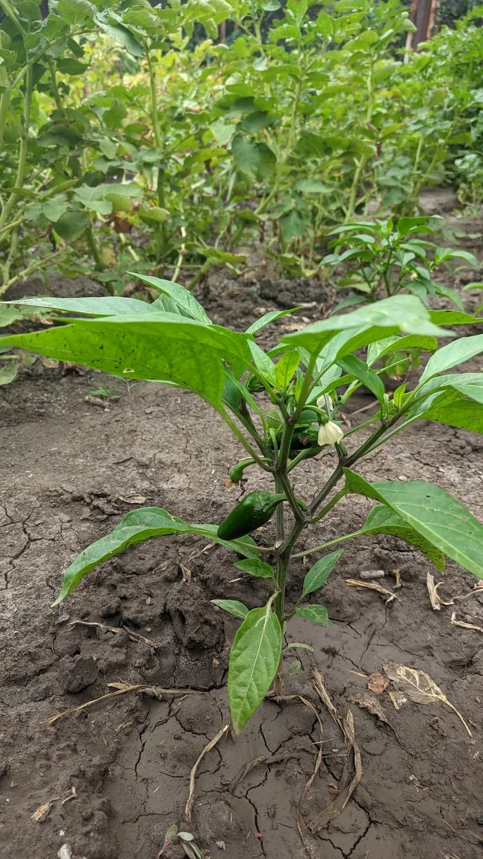 What is the difference - My, Hot peppers, Houseplants, Longpost