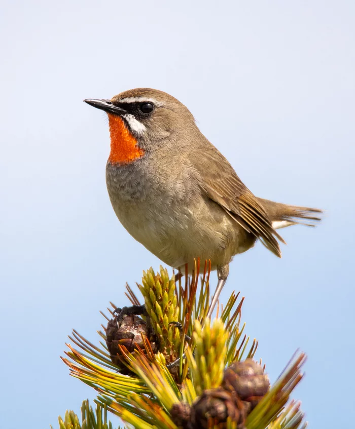 Redthroat Nightingale - My, Ornithology, Nightingale, Birds