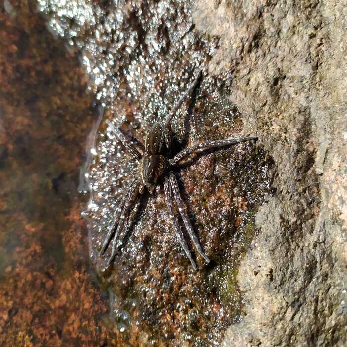 pauchism - My, Spider, Arachnophobia, Vuoksi, Lake Vuoksi, Video, Longpost