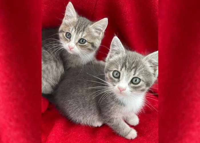 Moscow and Moscow region. Kittens looking for a home - In good hands, Kittens, No rating, Homeless animals, Helping animals, Longpost, cat, Moscow, Moscow region