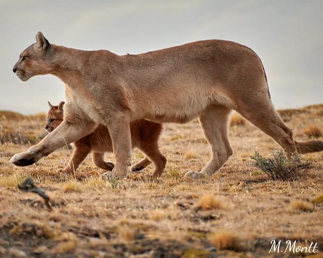 Walk - Puma, Small cats, Cat family, Predatory animals, Mammals, Animals, Wild animals, wildlife, Nature, South America, The photo, Young