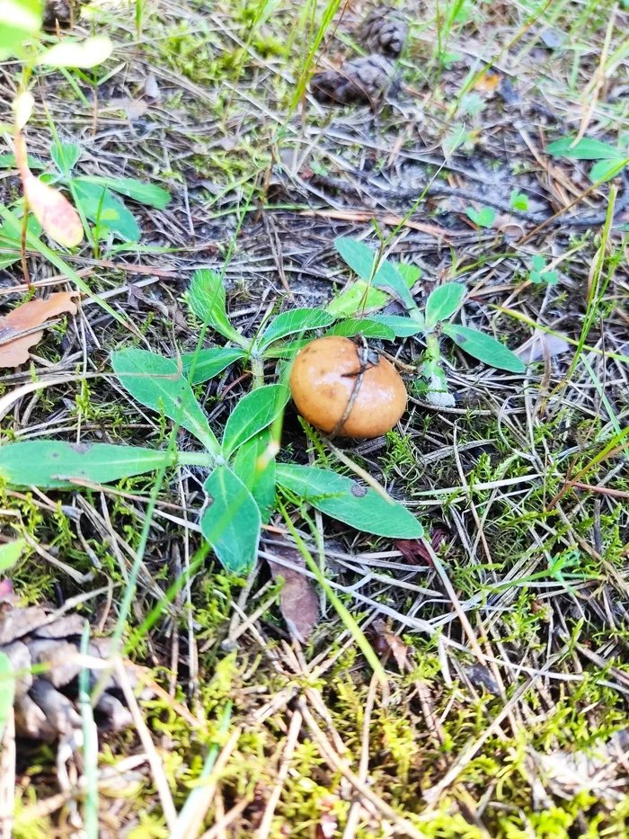 Walk in the woods - My, Forest, Mushrooms, Longpost