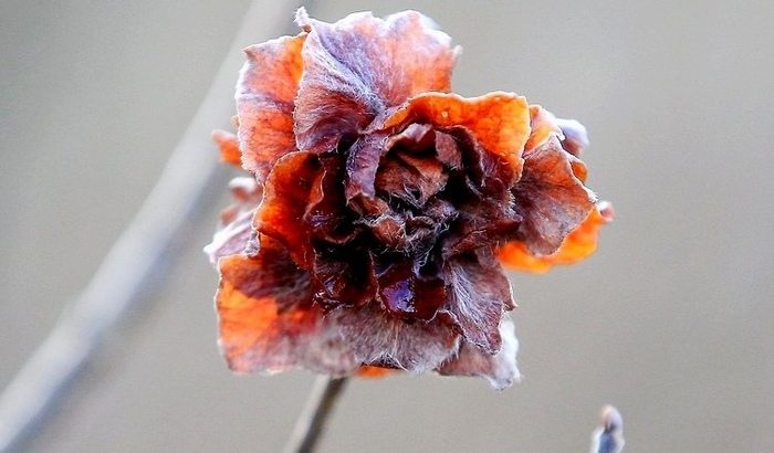 Галловая роза