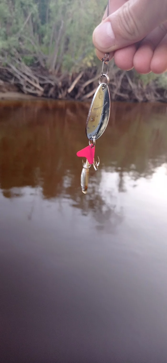 Here it is fished!!! - My, A fish, Catch, Fishing, Spoon, Longpost