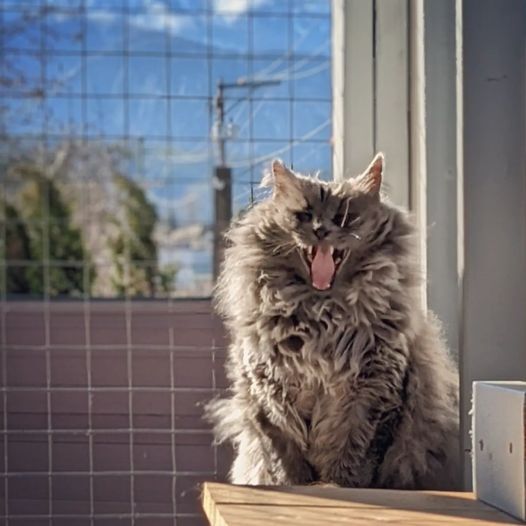 Кот принц