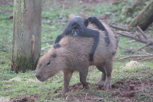 Taxi Capybara - Capybara, Rodents, Animals, Milota