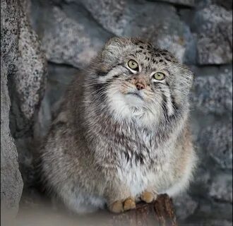 manul - Pet the cat, Pallas' cat, Small cats, Wild animals, Cat family, Predatory animals, The photo