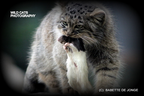 And we are here plush ... - Wild animals, Pallas' cat, Pet the cat, Small cats, Cat family, Predatory animals, Mining, The photo