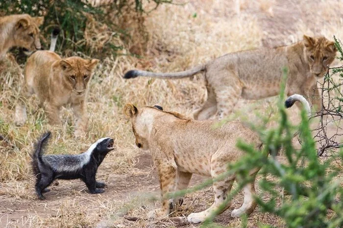 Getting to know the honey badger - a lion, Rare view, Big cats, Cat family, Honey badger, Cunyi, Predatory animals, Mammals, Animals, Wild animals, wildlife, Nature, Reserves and sanctuaries, South Africa, The photo, Lion cubs, Young