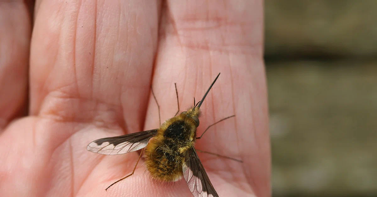 Насекомые муха комар. Жужжало большой (Bombylius Major). Bombylius Major. Муха жужжала. Жужжало большое- Bombylius Major Linnaeus,1758.