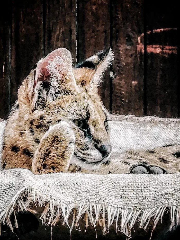 Right now, a bucket of fish and on the side ... - My, Mobile photography, The photo, The nature of Russia, Nature, Krasnoyarsk, Zoo, Serval, Small cats, Cat family, Hardened