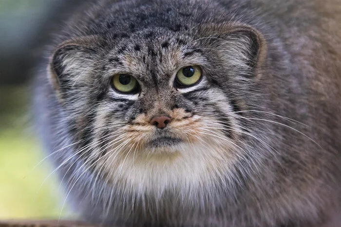 manul - Pet the cat, Pallas' cat, Small cats, Cat family, Predatory animals, Wild animals, The photo