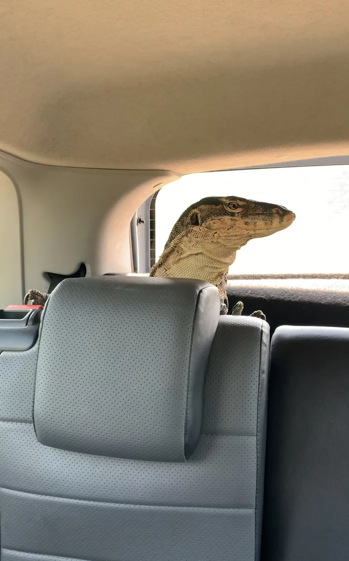 Where are you on your way? - My, Pets, Monitor lizard, Summer, The photo