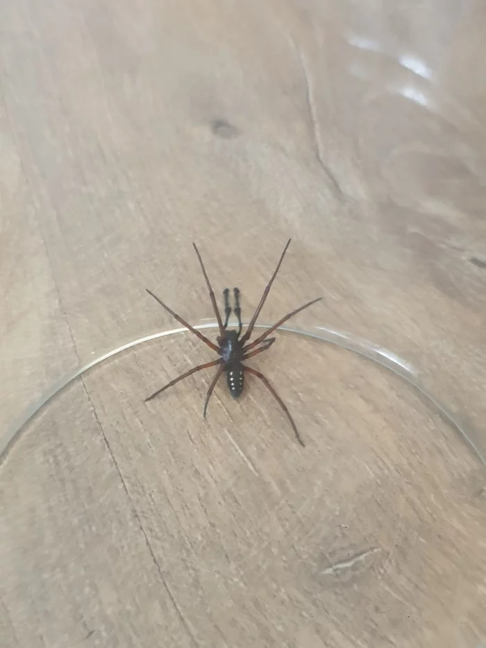 Help identify - My, Spider, Arachnids, Help, Longpost