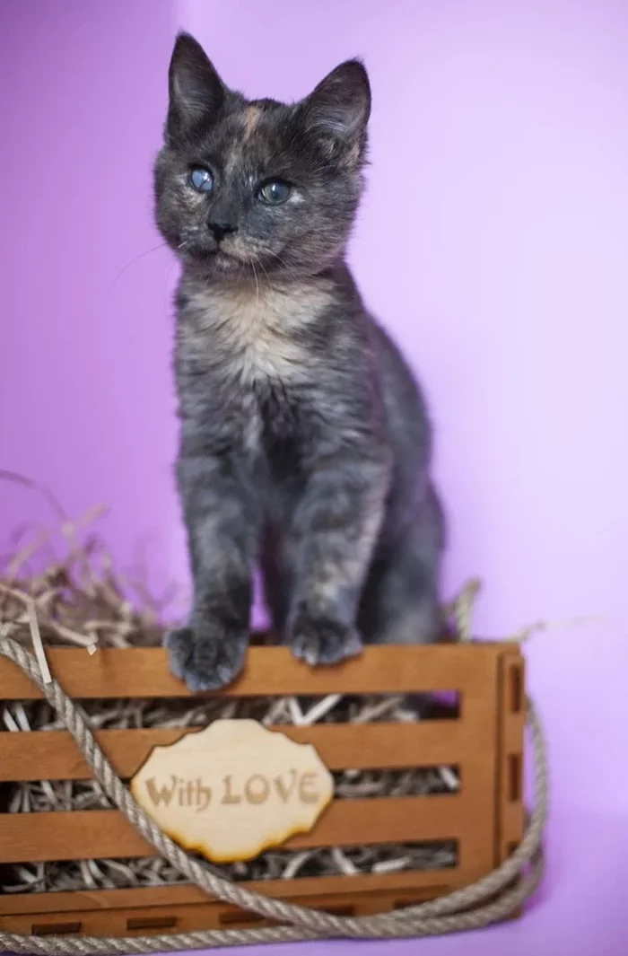 Find me, my Man - a baby miraculously escaped from the basement is looking for a home - My, Moscow, Moscow region, Подмосковье, Pushkino, Helping animals, Help, In good hands, Animal Rescue, The rescue, Veterinary, Homeless animals, No rating, cat, Kittens, Tricolor cat, Longpost, Peculiarities