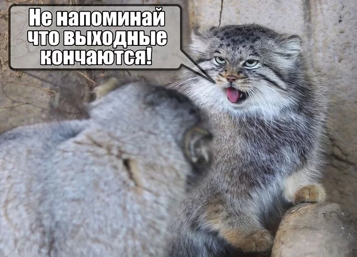 Reply to the post How's Monday tomorrow??? - Pallas' cat, Pet the cat, Cat family, Small cats, Reply to post, Picture with text