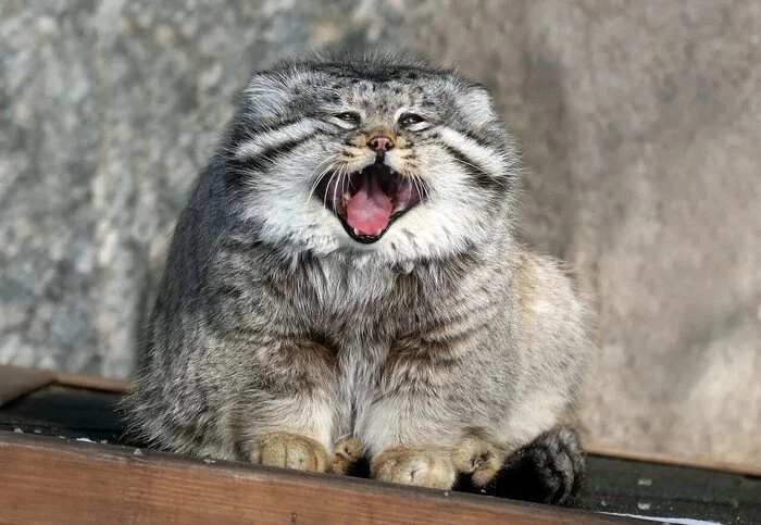 Reply to the post How's Monday tomorrow??? - Pallas' cat, Pet the cat, Cat family, Small cats, Fluffy, Predatory animals, Reply to post