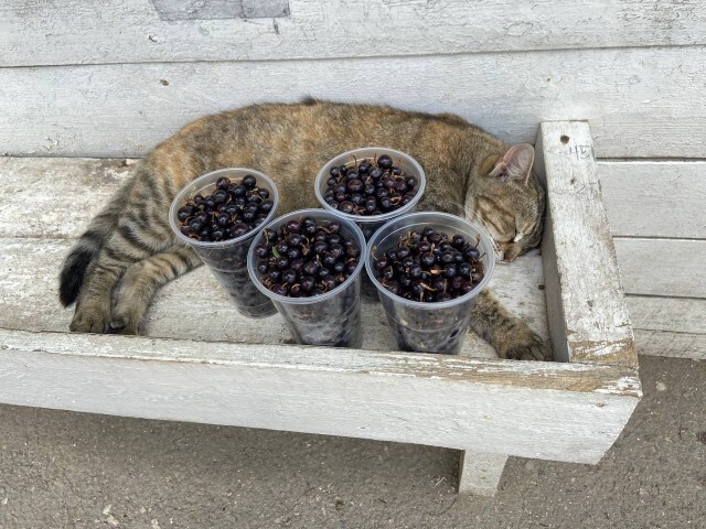 Here's currants for you. And then all fish and fish - cat, Paws, Blackcurrant, Do you sell fish?, Pets, The photo