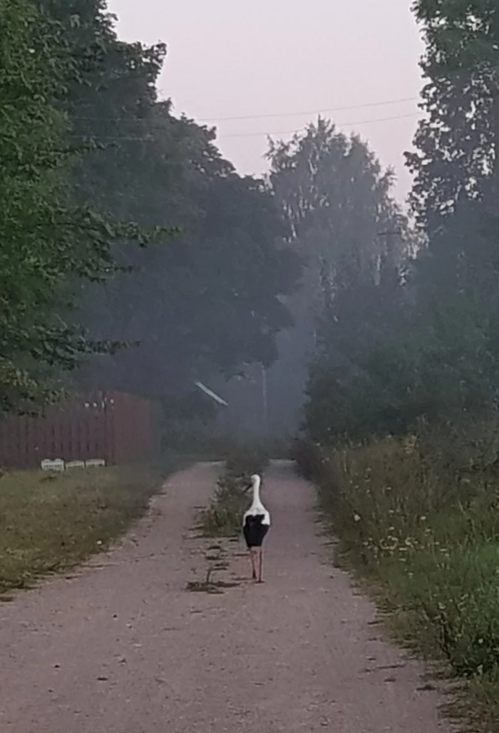 ... the birds there are so huge that they don't fly. They're walking - My, Vital, Travels, Tourism, Nature, Туристы, Pskov region, dawn, Cranes, Stork, Birds, Animals, Hike, Camping, Summer