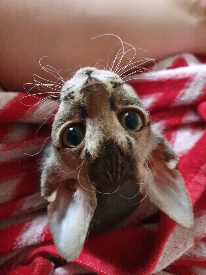 Ну дай колбаску