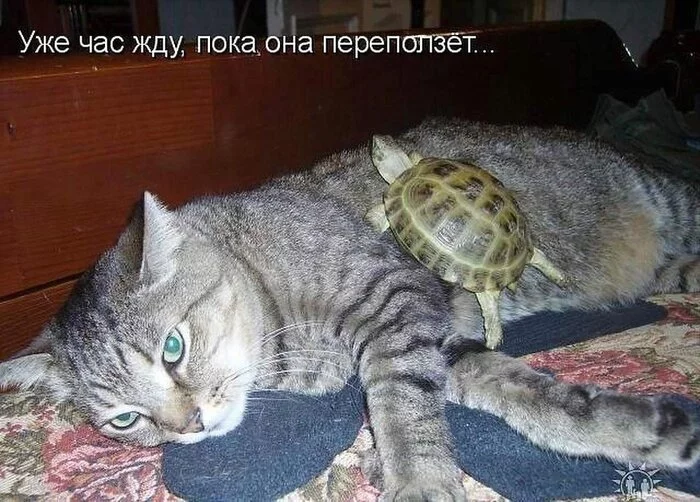 Ride me big turtle - Animals, Turtle, Humor, Picture with text, cat