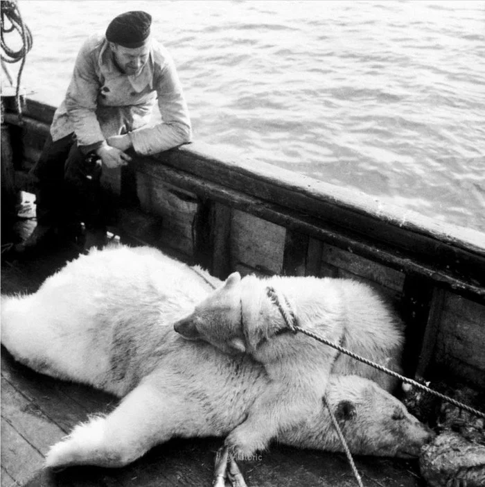 White bear cub hugging his mother - Old photo, Black and white photo, Polar bear, Hunting, Spitsbergen, Negative, Cruelty