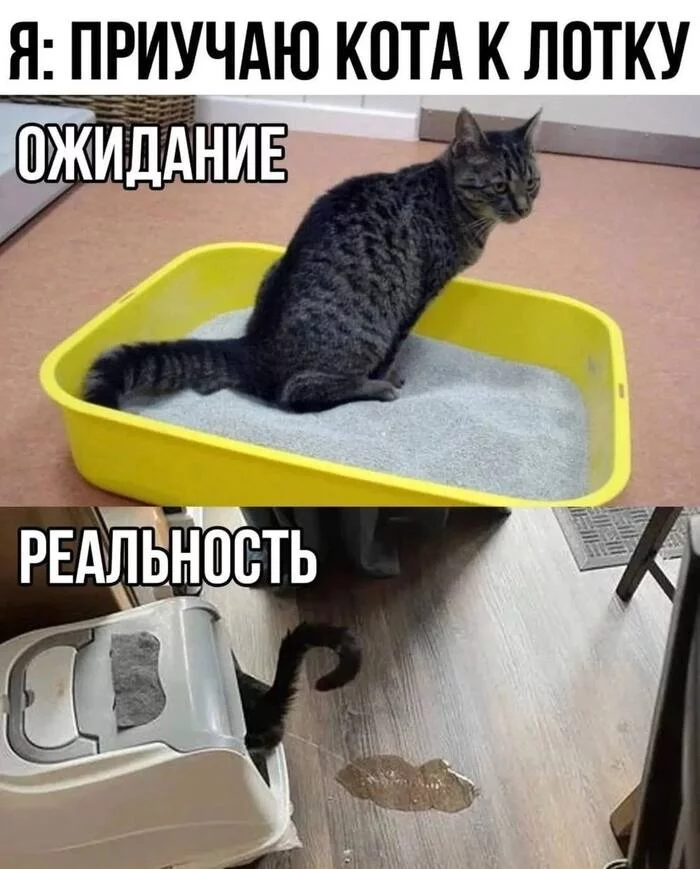 Коты) - Кот, Андская кошка, Лоток, Повтор