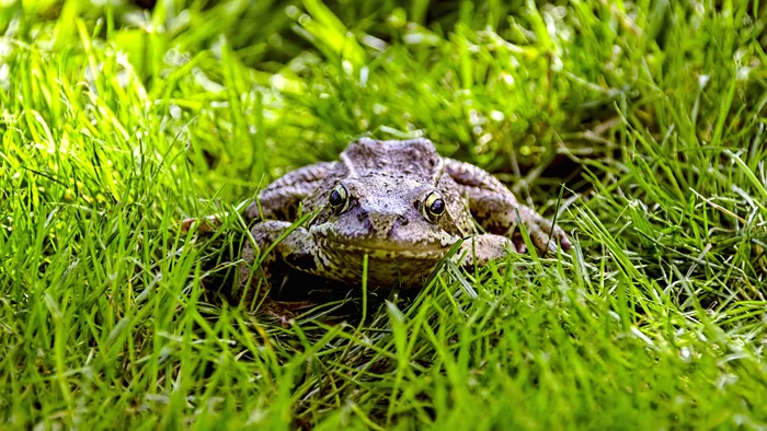 Frog - My, The photo, Middle Ural, Frogs, Grass, Eyes, Beginning photographer, Canon