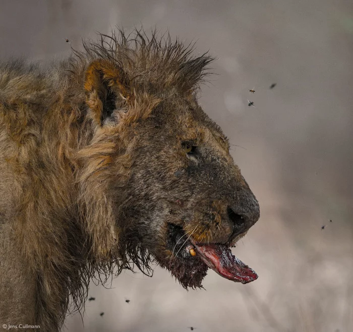 Need to wash up - a lion, Rare view, Big cats, Cat family, Predatory animals, Mammals, Animals, Wild animals, wildlife, Nature, National park, South Africa, The photo, Dirt, Муха