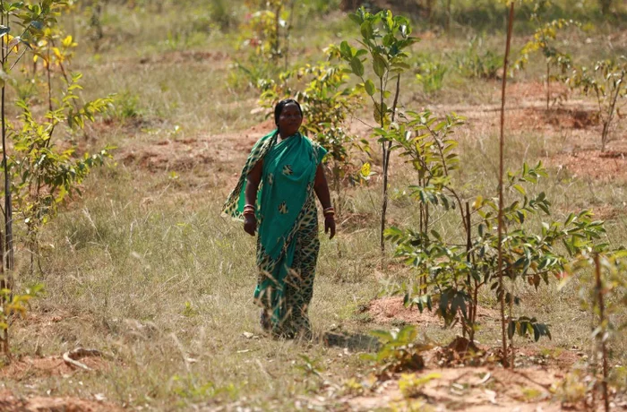 Forest in India named after woman who planted 3,000 trees in 2 years - Ecology, Scientists, Garbage, India, Tree, Around the world, Longpost