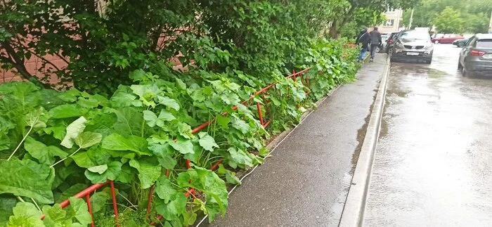 How to make the entrance and the yard better part 6 - My, House, Neighbours, Housing and communal services, Urbanism, Beautification, Longpost, Positive, Adjacent territory