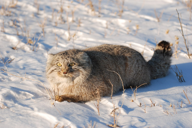 manul - Pet the cat, Pallas' cat, Small cats, Cat family, Predatory animals, Wild animals, The photo